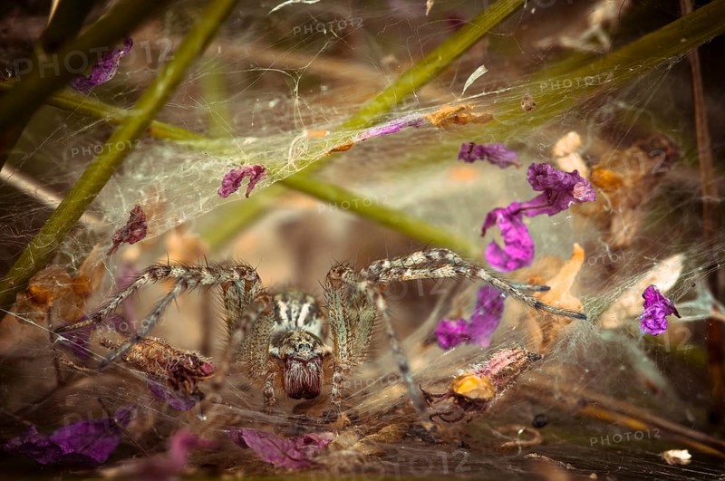 Labyrinth Spider (Agelena labyrinthica)