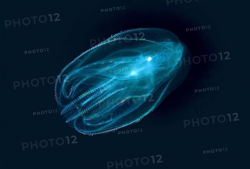 Warty comb jelly or Sea walnut (Mnemiopsis leidyi)