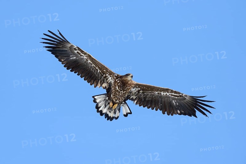 White-tailed Eagle or Sea Eagle (Haliaeetus albicilla)