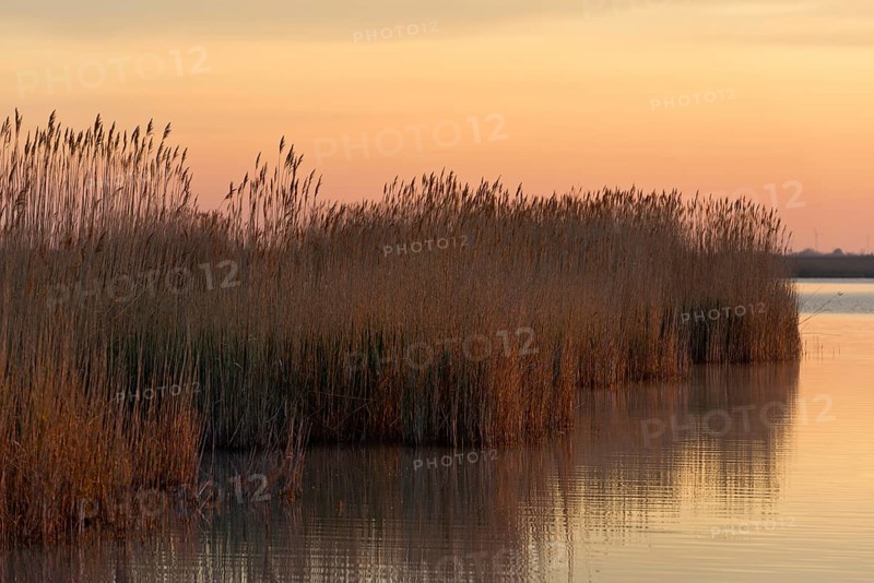 Reeds in the morning light at Darscho-Lacke or Warmsee Lake
