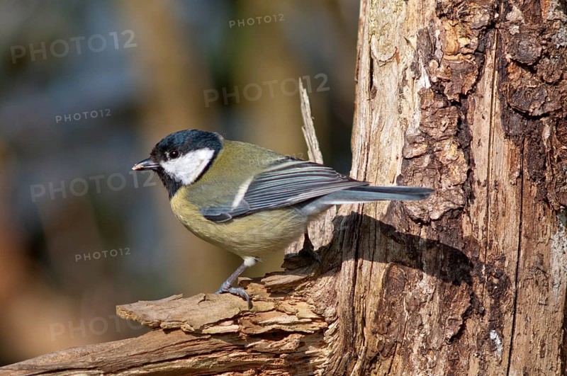 Great Tit (Parus major)