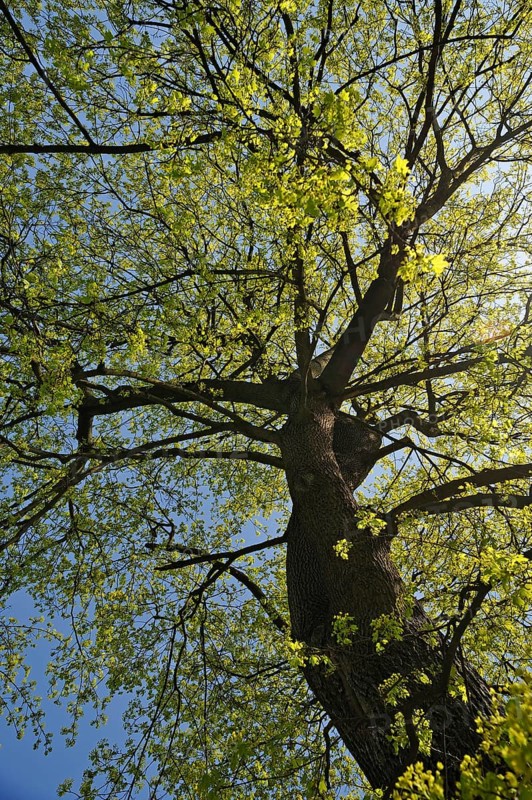 Norway Maple (Acer platanoides) in April