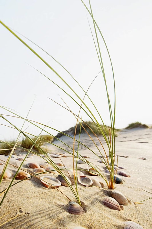 Shells and grass in the dunes