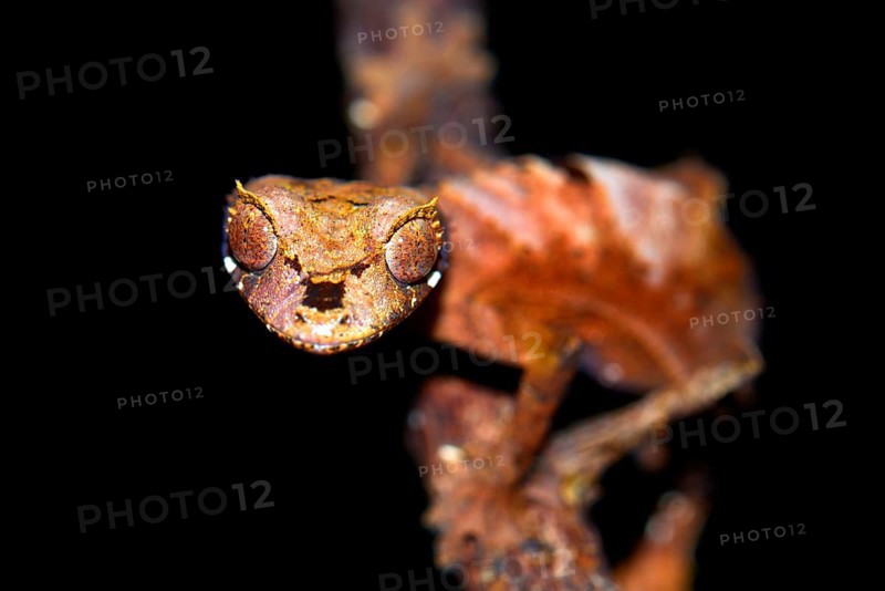 Leaf-tailed Gecko (Uroplatus fiavana)