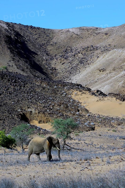 African Elephant (Loxodonta africana)