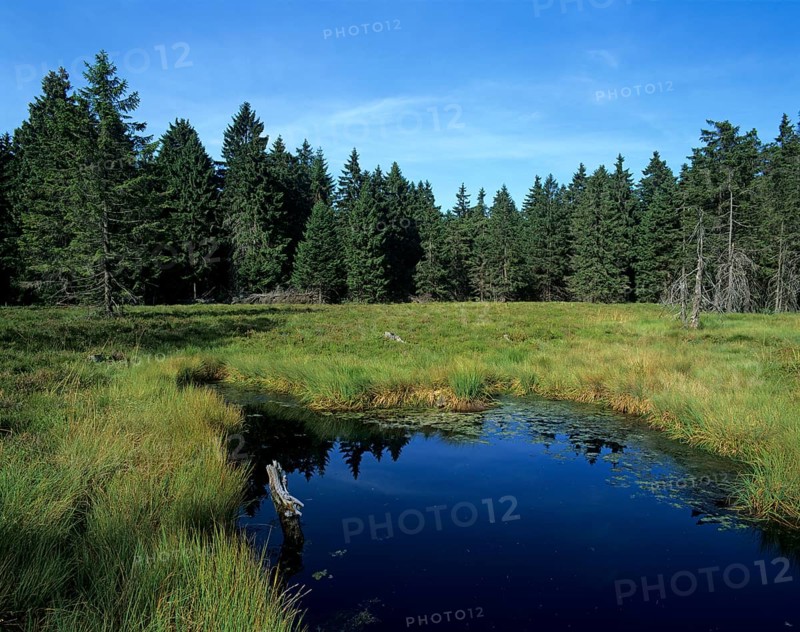Schuetenbergmoor