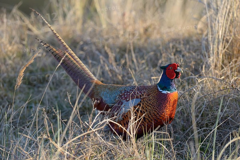 Common Pheasant (Phasianus colchicus) in the evening light
