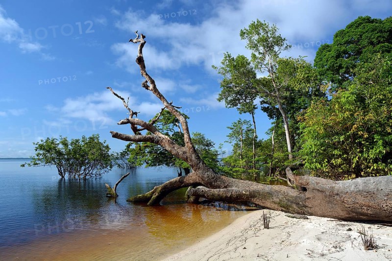 Tree trunk of a giant rainforest tree on the banks of the Amazon and Rio Solimoes
