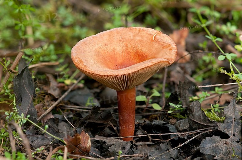 Liver Milkcap (Lactarius hepaticus)