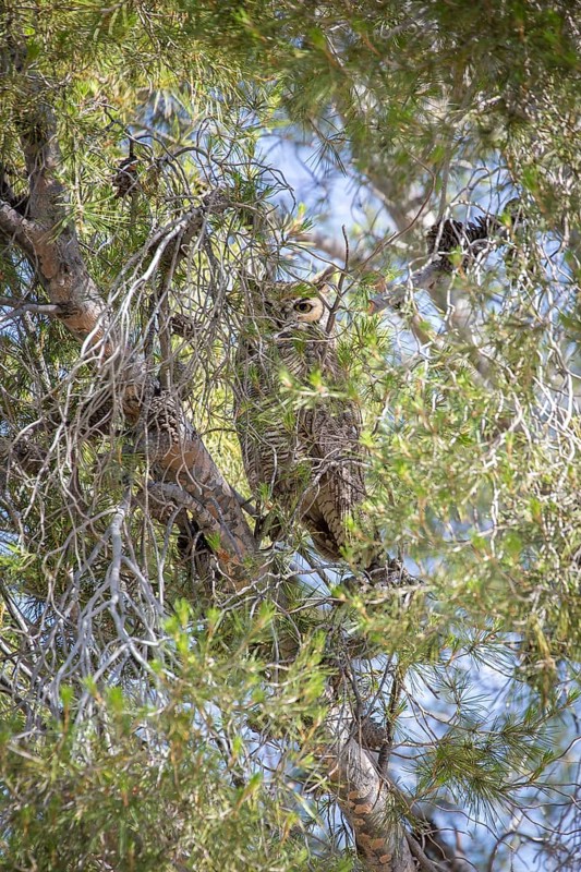 Great horned owl (Bubo virginianus) sits camouflaged in tree