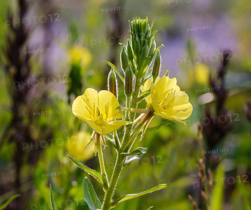 Common evening primrose (Oenothera biennis)