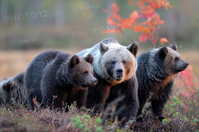 Brown Bears (Ursus arctos)