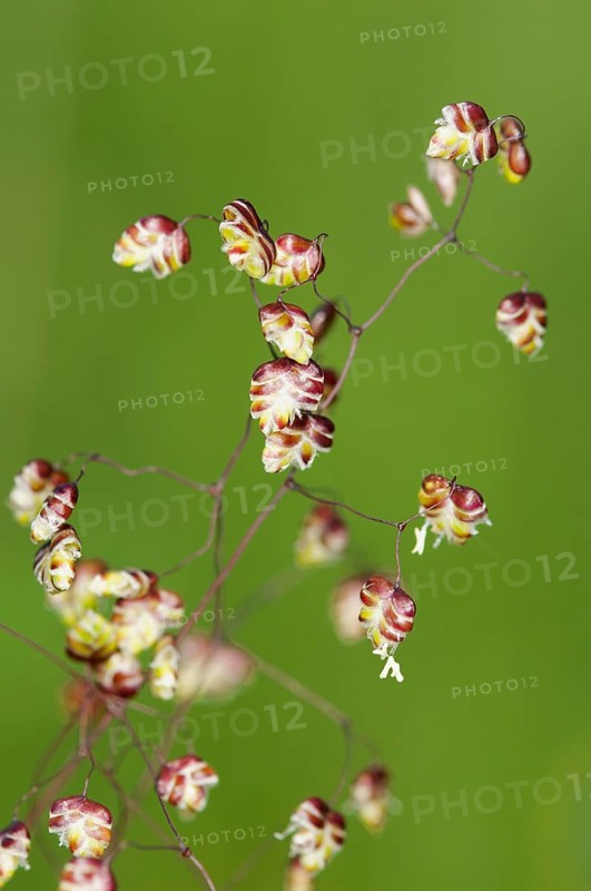 Panicle of Quaking-grass