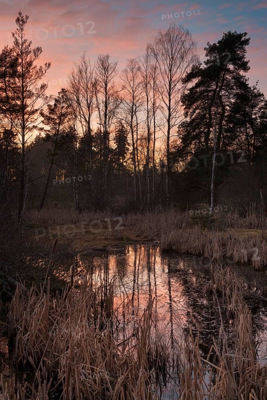 Bog in Schwenninger Moos Nature Reserve