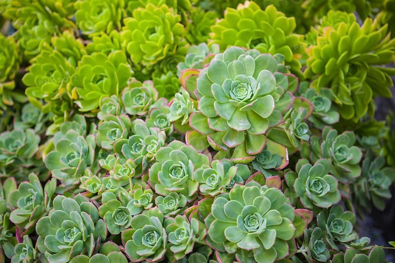 Echeveria (Echeveria sp.)