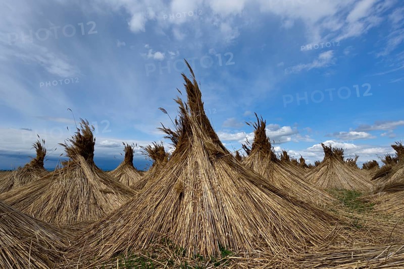 Reed put up for drying
