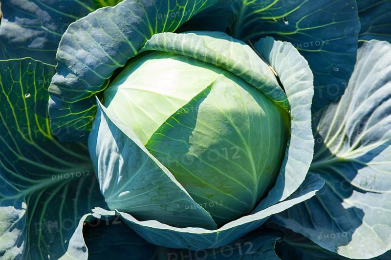 White Cabbage (Brassica oleracea)