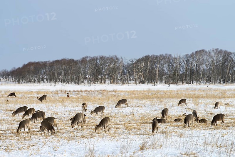 Hokkaido sika deer