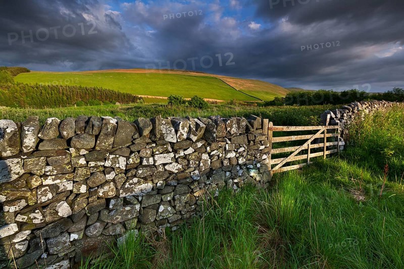 Pasture with a natural stone wall