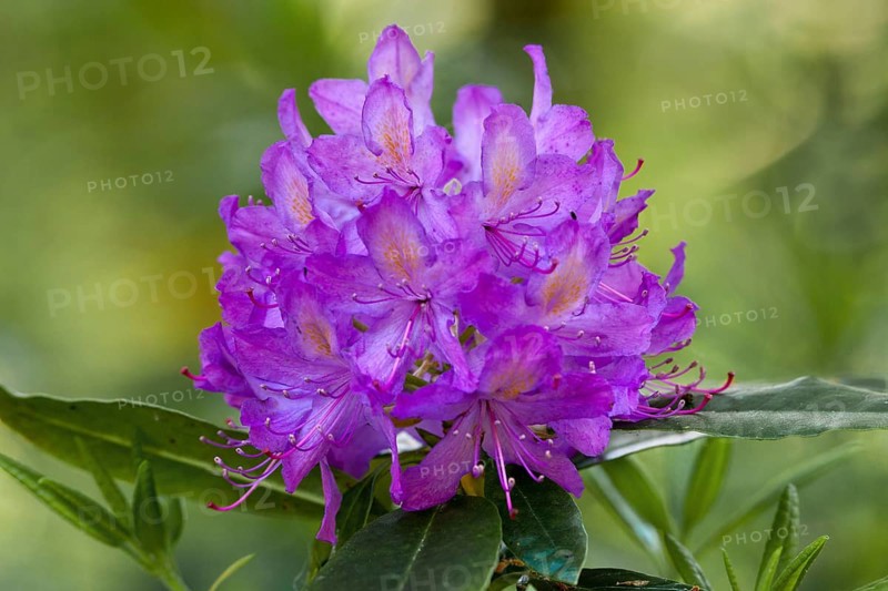 Rhododendron (Rhododendron catawbiense)