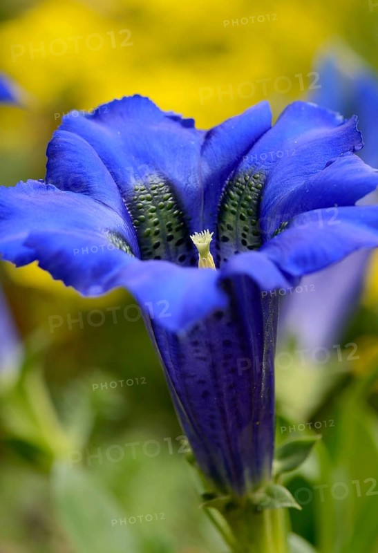 Gentian (Gentiana clusii)