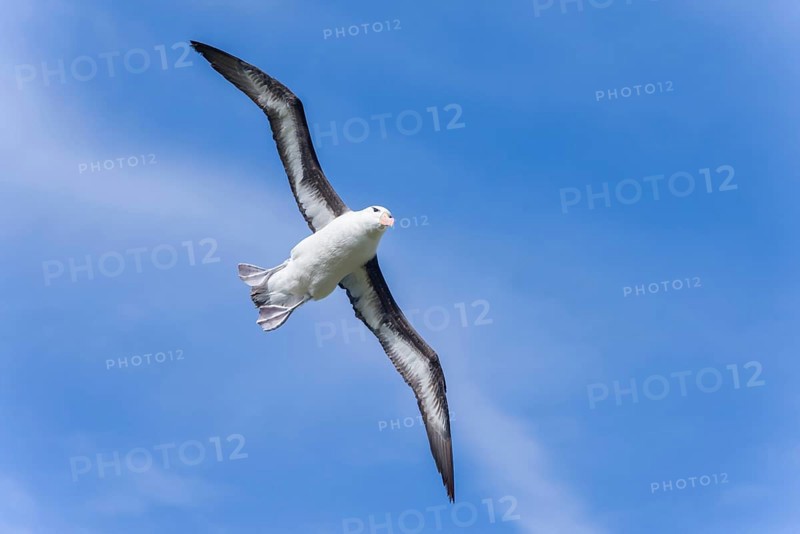 Black-browed Albatross or Black-browed Mollymawk (Thalassarche melanophris)