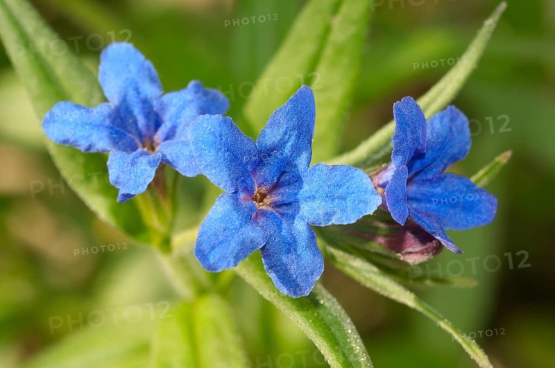 Purple Gromwell (Buglossoides purpurocaerulea