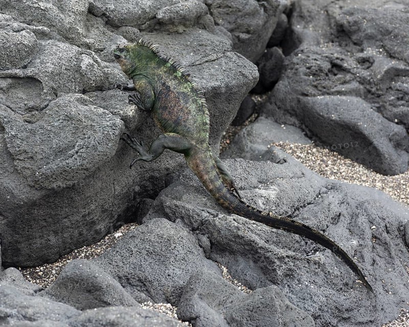Marine Iguana (Amblyrhynchus cristatus) climbing over lava rocks
