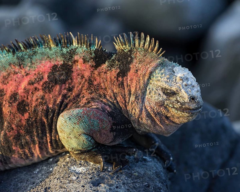 Marine Iguana (Amblyrhynchus cristatus)