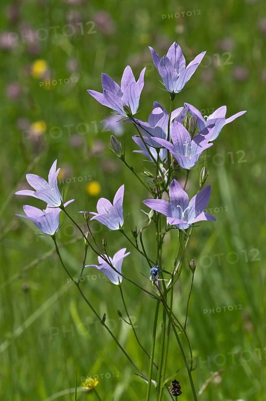 Spreading Bellflower (Campanula patula)
