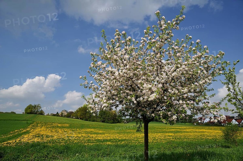 Blossoming Apple Tree (Malus domesticus)