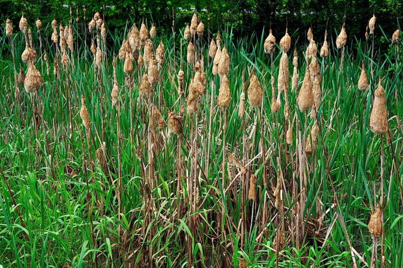 Lesser Bulrush or Narrowleaf Cattail (Typha angustifolia)
