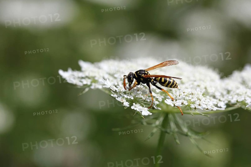 Wasp (Vespula)