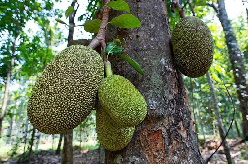 Jackfruit or Jack Tree (Artocarpus heterophyllus)