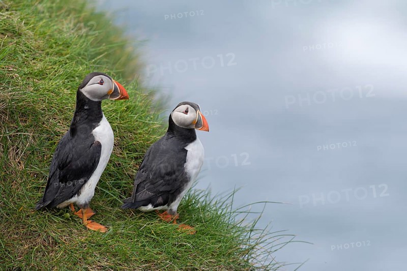 Puffins (Fratercula arctica)