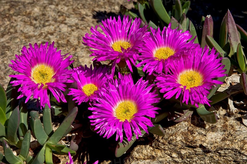 Sweet Hottentots Fig (Carpobrotus deliciosus)