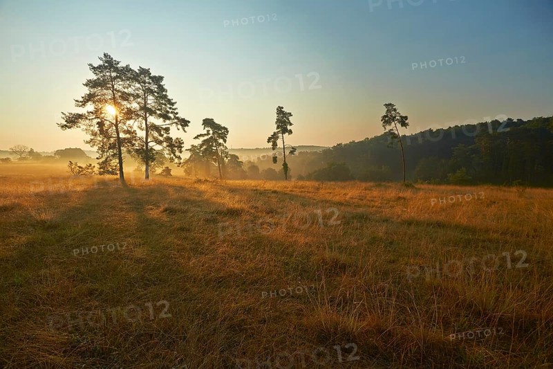 Rural morning mood in the late summer early morning fog