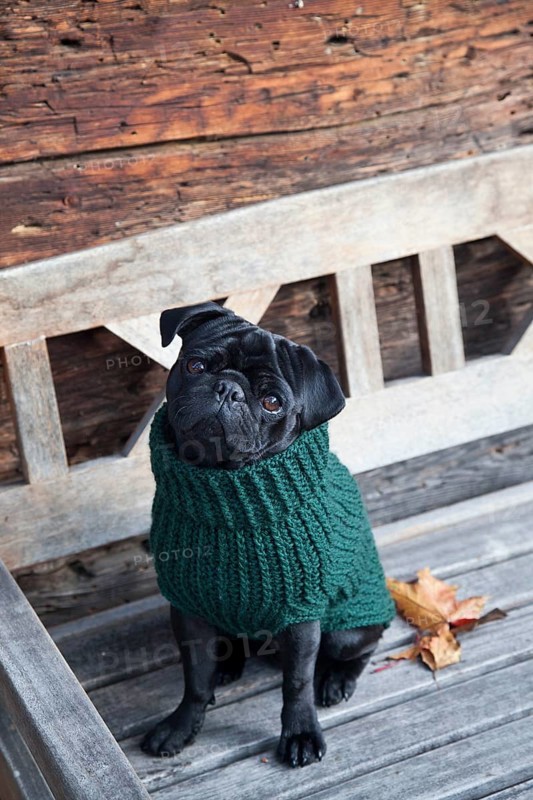 Black pug wearing a sweater on a wooden bench