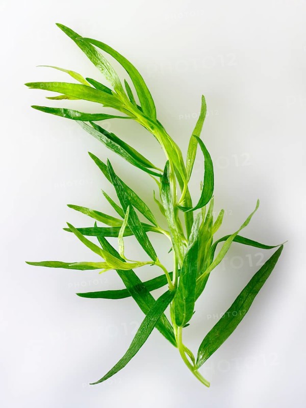Fresh tarragon leaves