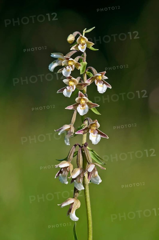 Marsh Helleborine (Epipactis palustris)