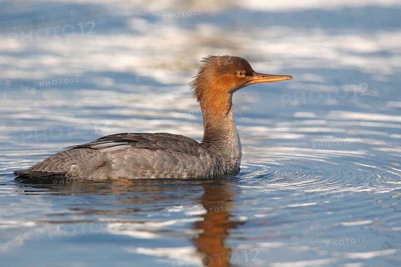 Red-breasted Merganser (Mergus serrator)