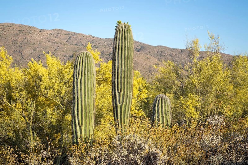 Saguaro (Carnegiea gigantea) between bushes