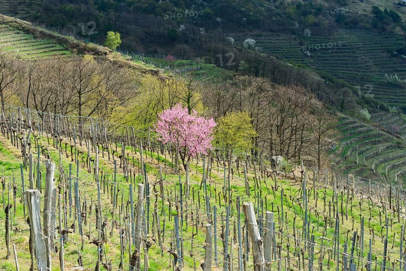 Blossoming peach tree (Prunus persica) in a vineyard