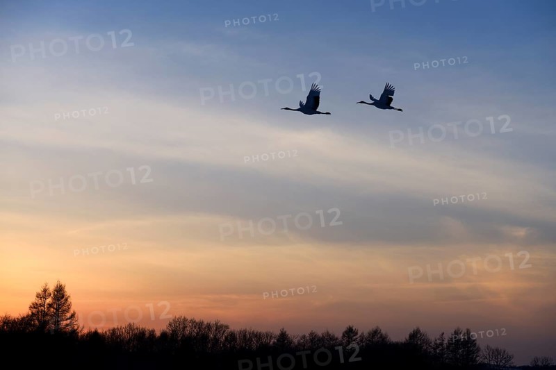 Red-crowned Cranes