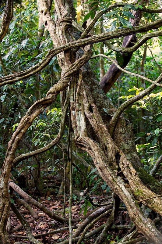 Jungle