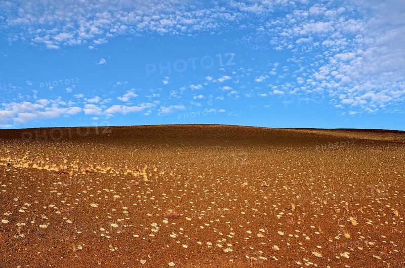 Cushion buckwheat (Eriogonum ovalifolium)