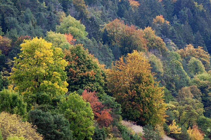 Forest in the Altmuehl Valley in autumn
