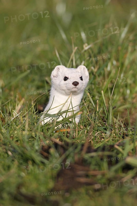Stoat or Ermine (Mustela erminea) with white winter fur keeping lookout from a burrow