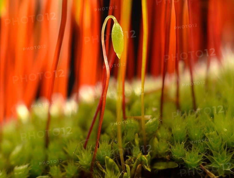 Sporophyte of Creeping feather-moss (Amblystegium serpens)