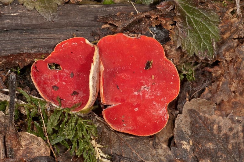 Scarlet Elf Cup (Sarcoscypha coccinea)